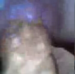GirlsPooping meets The Blair Witch Project as a girl records herself pooping with her cell phone camcorder!